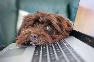 cute dog- right for you